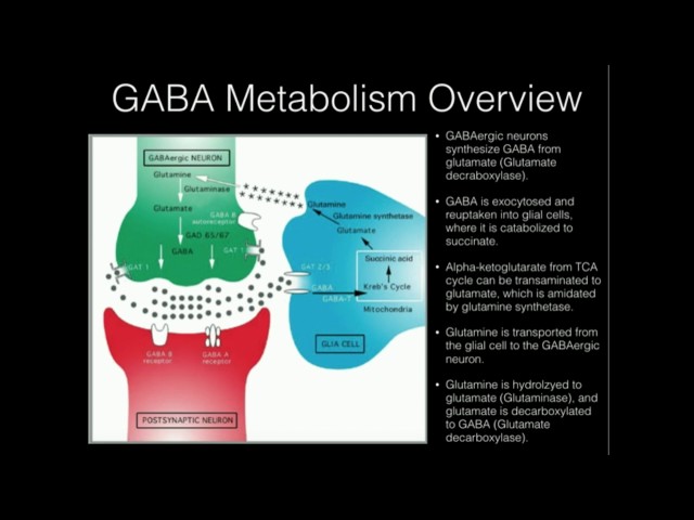 L-Theanine and GABA Supplementation