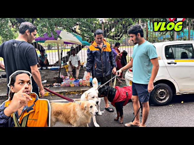 Rottweiler Met Golden Retriever, Labrador | Family Dog Breed For 1st Owner | Day-142 #dog #vlog