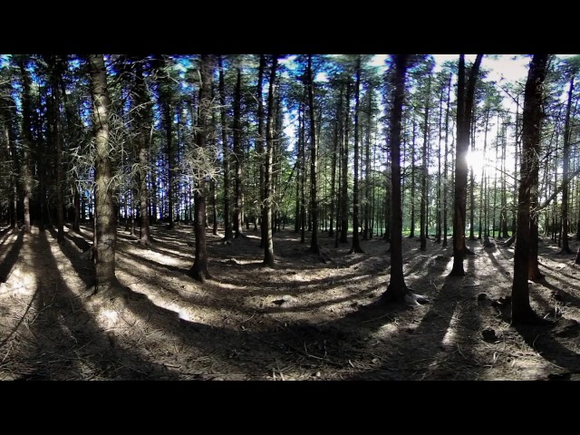 Pine Forest - 360 Video [Royalty Free Stock Footage] $350 [4K VR Stereoscopic 3D]