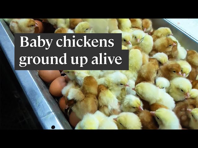 Why the egg industry 'shreds' baby chicks alive