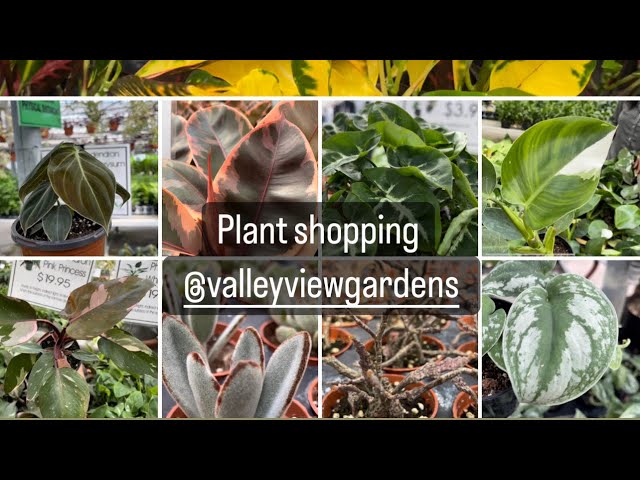 Plant shopping @ValleyviewGardens (Philodendron￼ Pink princess, white knight, White Wizard￼ & more)