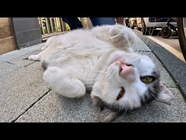 A stray cat stretches its belly to the sky and asks to be rubbed