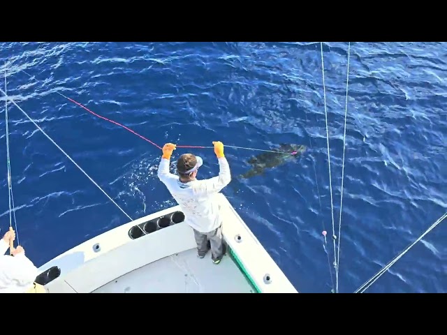 "Successful Sailfish Catch on Fly: January 31 Report"