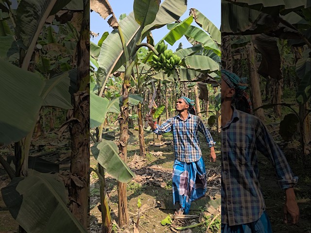 Funny  banana 🍌😱 part 647 #shorts #viral #banana #satisfying #shortsviral #farming #bananacutting