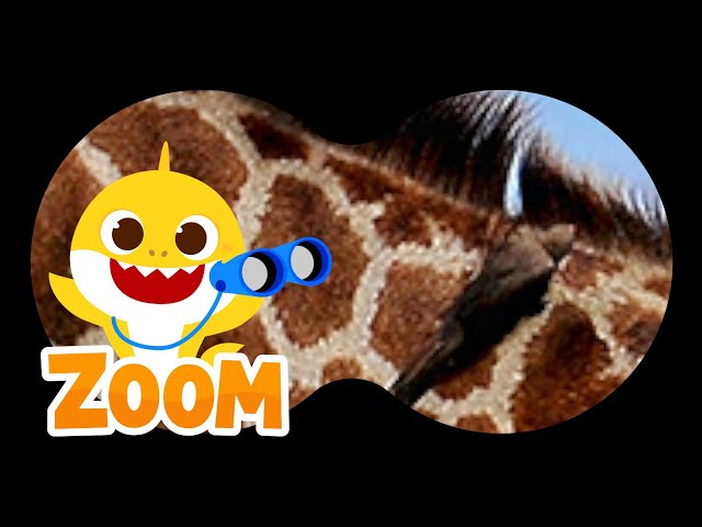 Animal Puzzle with Baby Shark |❓Guess the Animals | Zoom Zoom Zoom | Learn Animals