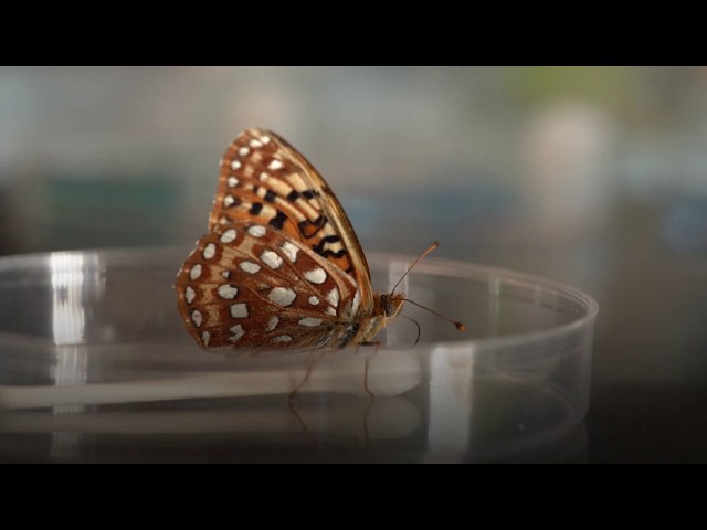 Conservation Breakthrough for Endangered Butterfly