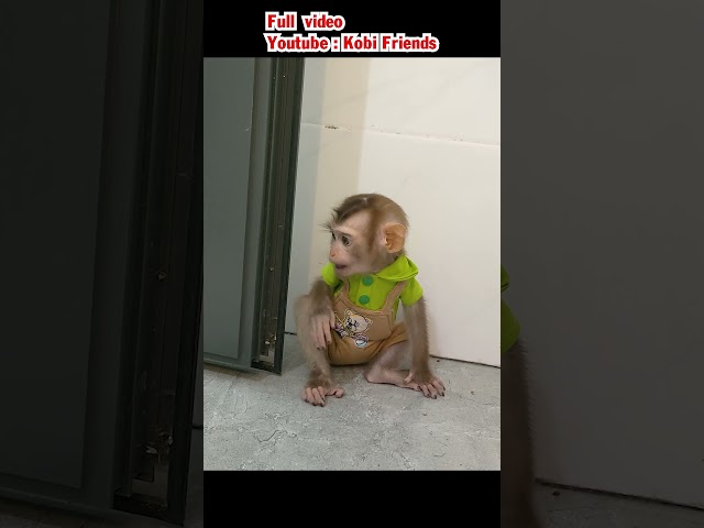 Baby monkey is sad when baby girl doesn't play with him #cutemonkey #monkeybaby