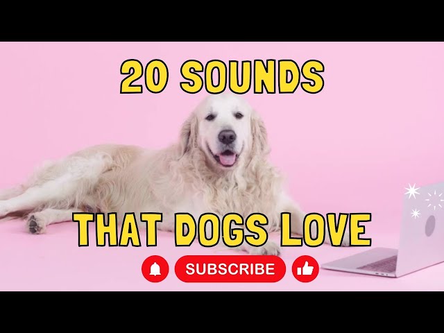 20 Sounds that Dogs Love