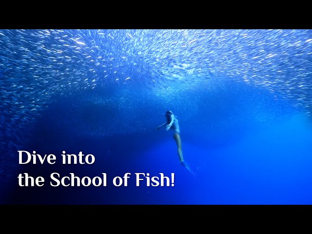 Freediving with a School of Sardines! at Sunabe Dive Site, Okinawa, Japan｜沖縄砂辺のミジュンの群れ