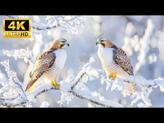 Snowy Winter Wonderland 4K HDR | Animals winter 4K With Calm & Peaceful Music #winter #animals