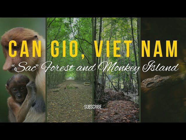 Exploring Cần Giờ's Rừng Sác: A Journey Through Vietnam's Mangrove Marvels