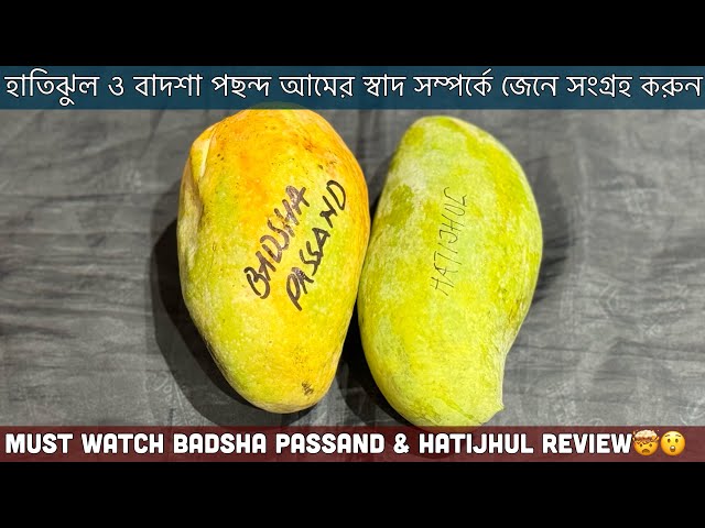 বিশাল সাইজ হাতিঝুল ও বাদশা পছন্দ আমের রিভিউ🤩Hatijhul & Badsha Passand Mango Brix