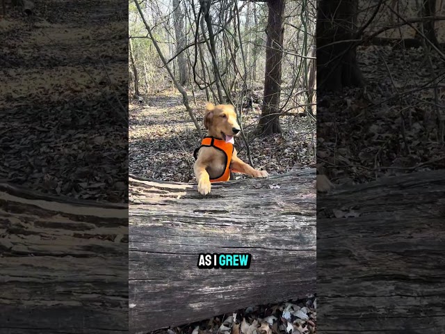 The Harsh Reality of Growing Up: A Dog’s Perspective 🐶🦮 #puppy #trending #fypシ゚viral #fypage