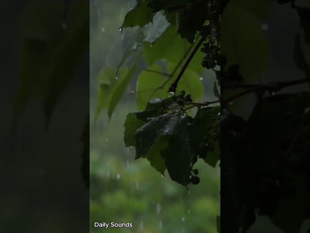 Heavy Rain sounds for Sleep, Study, and Relaxation | Short