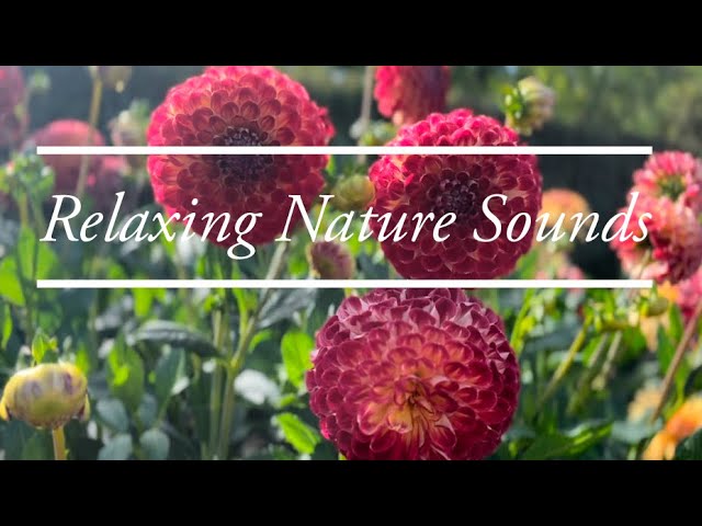 ASMR Relaxing Sounds of Nature (No Copyright Music) #nature #calm #tranquility