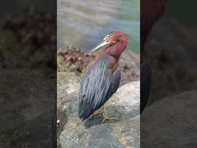 Today on the rocks at the Haulover Inlet