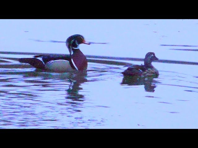 Canard Branchu Choisie Son Nichoir et Pond Un Oeuf -  Wood Duck Chose Her Nest and Pond An Egg