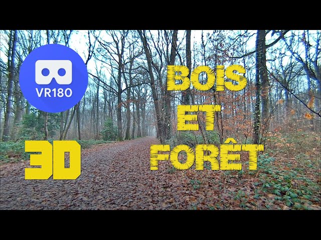 VR180 3D - 8K - ALLONNES   LA FORÊT au jour le jour -  23 janvier 2025 - CALF VISINSE