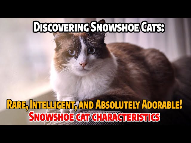 Discovering Snowshoe Cats: Rare, Intelligent, and Absolutely Adorable!