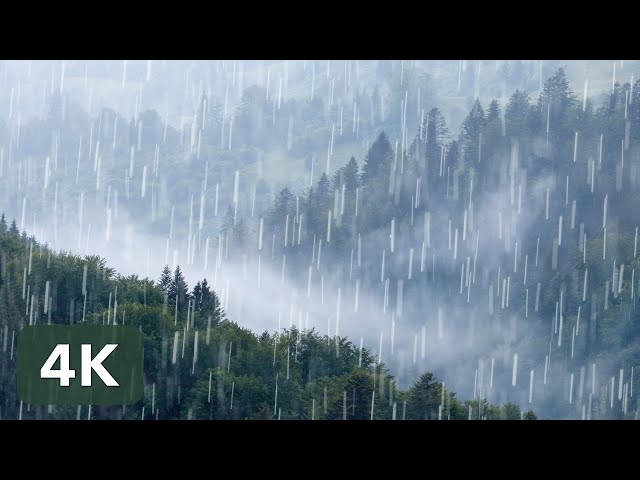 Rain Sounds for Sleeping & Relaxation | Rainforest Ambience | Relaxing Sleep Sounds