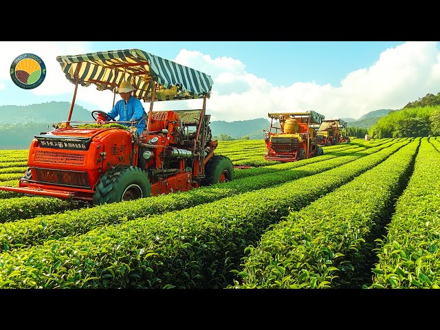 How to Harvest Green Tea Leaves by Machine: Japanese Tea Production Process | Farming Documentary