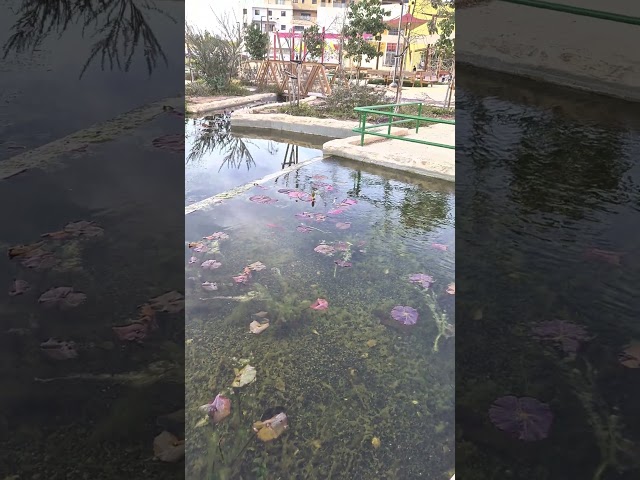 Park near the home | Israel 🇮🇱