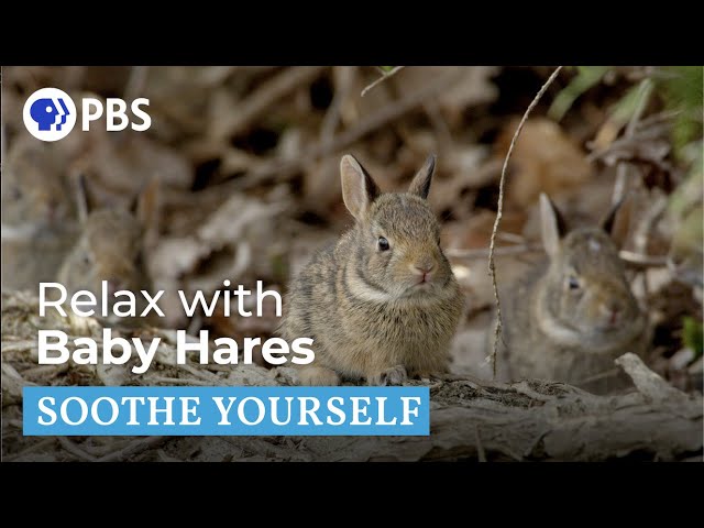 Relax with Baby Hares | Soothe Yourself | PBS NATURE