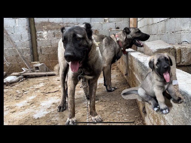 “KARA KUVVETLERİ’nin Temelleri atıldı Karakırçıl hastalarına duyurulur”#dog #wolf #kangal #köy