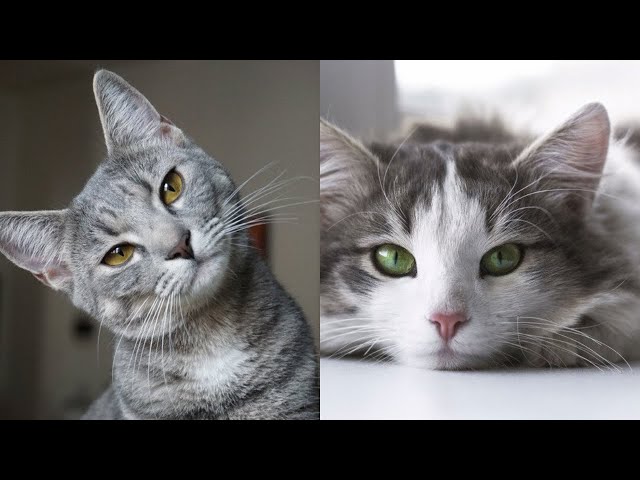 cute cat video 2021 | cute #cat video