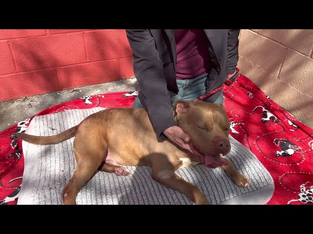 New! A5533037 Mac  | Pit Bull