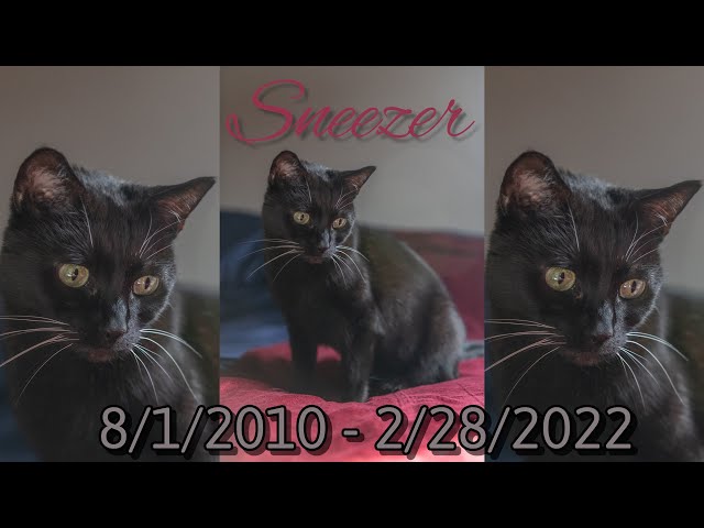 Missing Sneezer