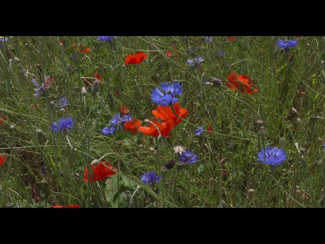 Cornflowers & Poppies on Flanders Fields - 2 (Polarized - Canon EOS R5 - 4K DCI HDR PQ - 100 fps)