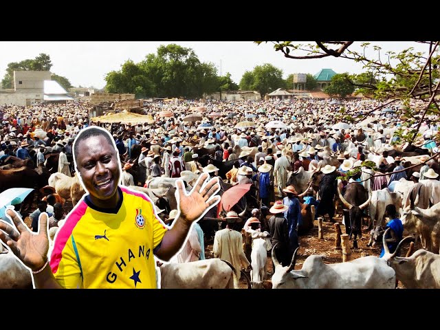 Inside Nigeria’s BIGGEST LIVESTOCK MARKET| Why we chose Sokoto Red goat| Best goat breed in Nigeria