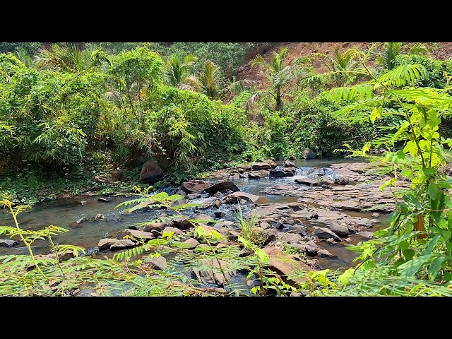 Nature Sounds, Forest Sound, Water and Birds Noise For Sleeping and Relaxing