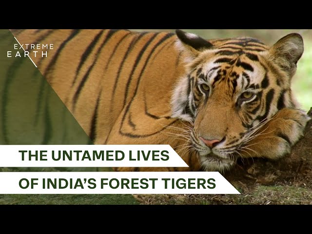 The Rise and Fall of a Tiger Dynasty | Forest Tigers