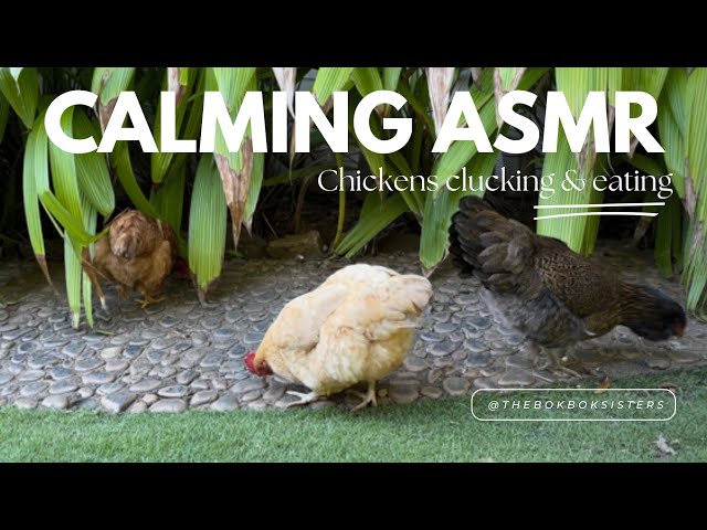 [RELAXING ASMR] Bougie backyard chickens clucking & eating their corn #cuteanimals #backyardchickens