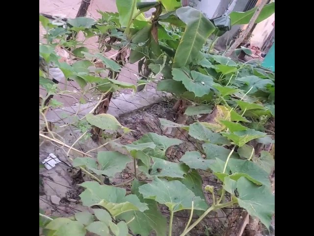 Cultivation of Sugarcane in the Backyard | Growing Sweetness at Home 🌿