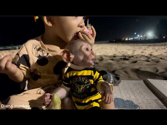 Diana monkey and baby Roma are very cute at the beach