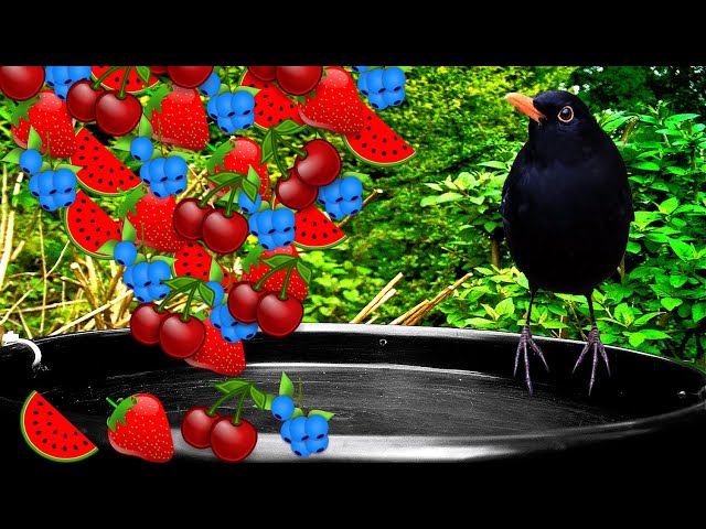 Awesome birds that like fruit!!🍉🍓🍒🫐