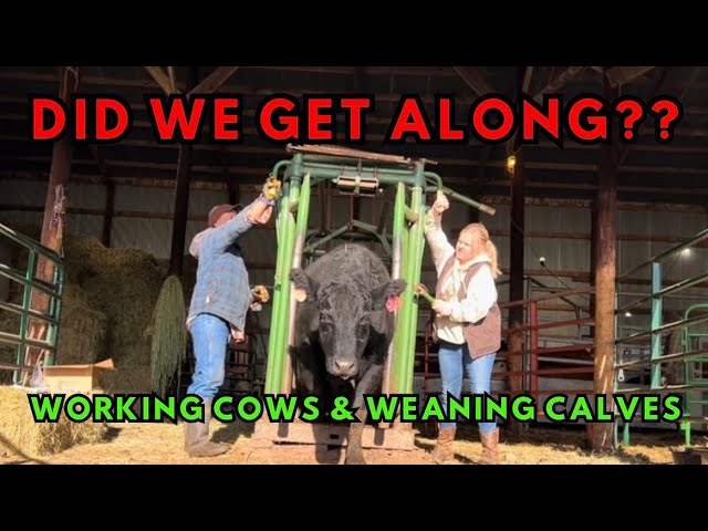 Working Cows & Weaning Calves | families that work cows together ➡️ stay together 🐄