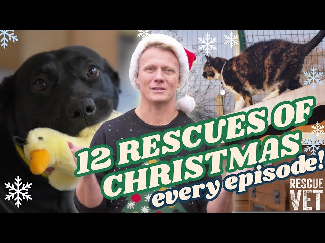 Full series! 12 Rescues of Christmas Compilation! Over 2hrs of Rescue Vet with Dr Scott Miller 🐾 🎄