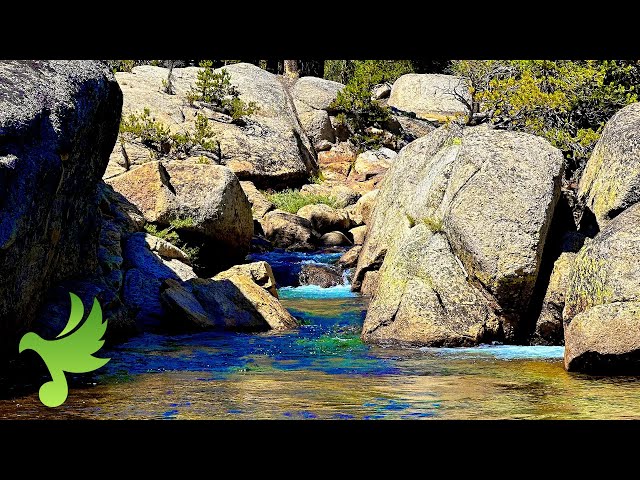 Soothing River Sounds at Tuolumne Meadows in Yosemite National Park for Stress Relief/Peace