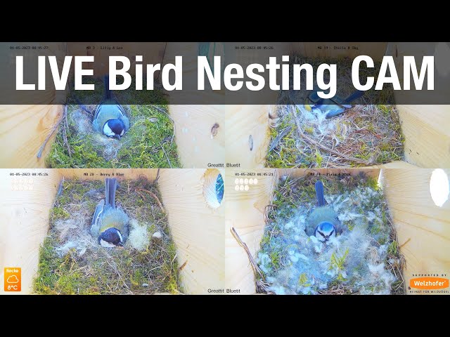 LIVE Nest Box Cams