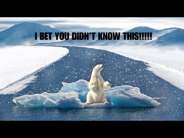 10 Mind Blowing Facts About Polar Bears YOU NEVER KNEW!!!!!