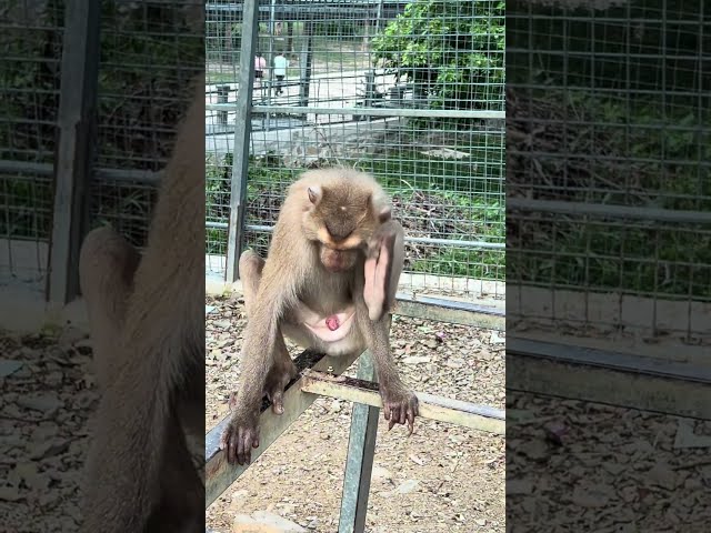 My Family go to visiting Monkey and Natural Animals at Mong Rithy Zoo