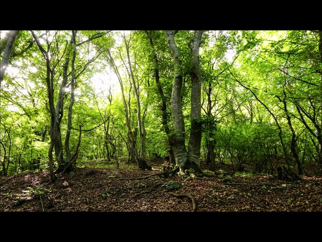 Birds Singing in Forest Sounds | Free Sound Effects | Animal Sounds