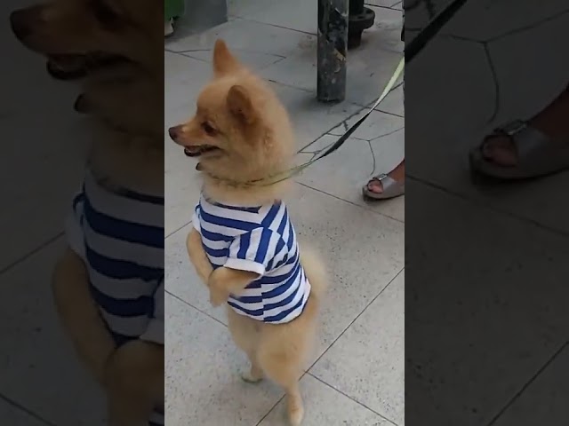 I am a lovely gentleman 😂🐕 Cute pomeranian dog #shorts