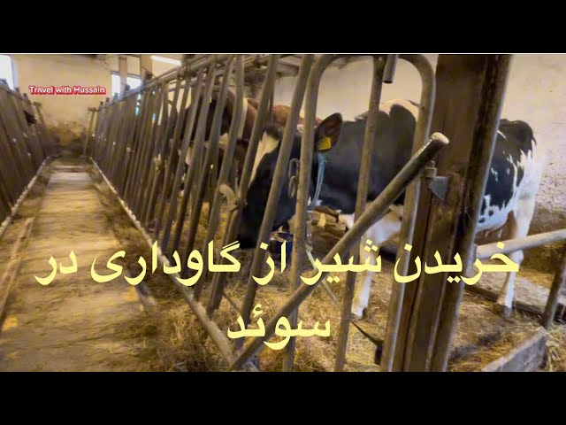 دیدن از گاوداری و خریدن شیر در سوئد در اول ماه مبارک رمضان Buying milk from a Swedish dairy farm