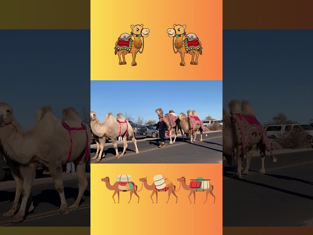 Camels in Camelpalooza 2025 Parade #quartzsite