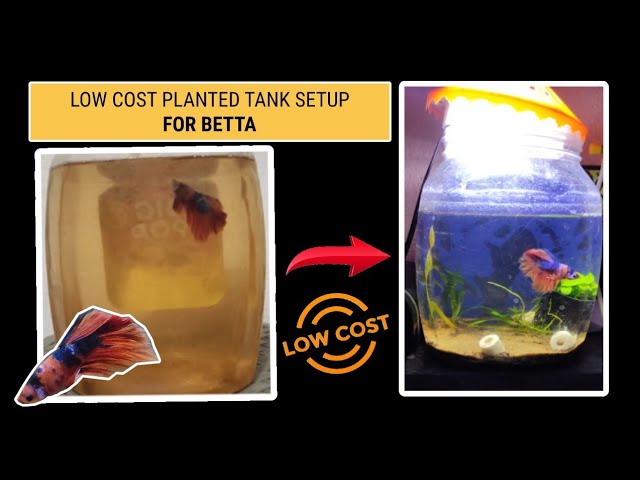 Low cost planted setup for Betta Under 100rs | Nemo Candy Betta | தமிழ் | Pets for You